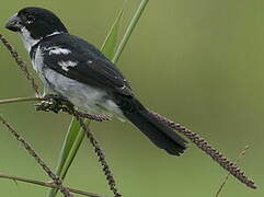 Wing-barred Seedeater