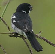 Wing-barred Seedeater