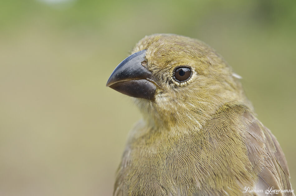 Sporophile à ailes blanches