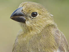 Wing-barred Seedeater