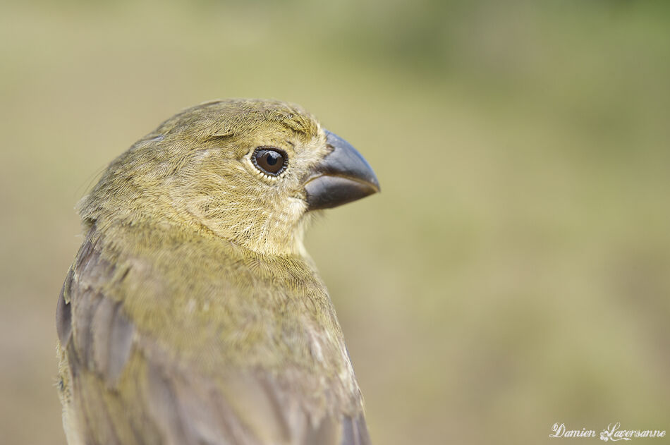 Sporophile à ailes blanches