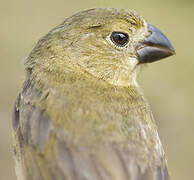 Wing-barred Seedeater