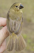 Wing-barred Seedeater