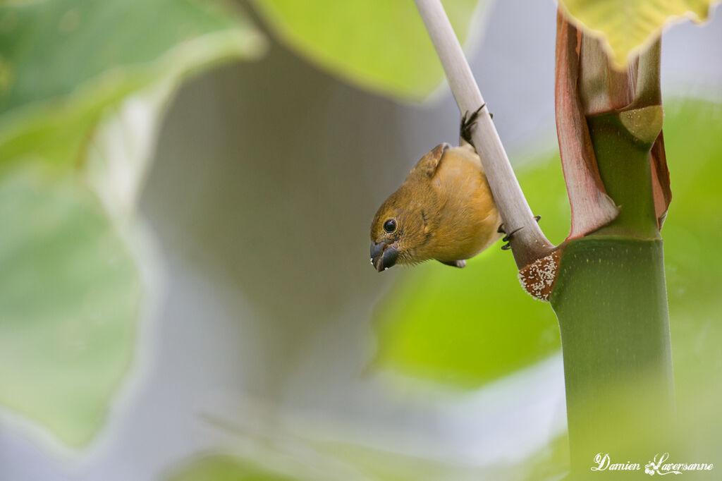 Wing-barred Seedeater