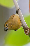 Wing-barred Seedeater