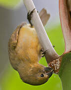 Wing-barred Seedeater