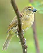 Wing-barred Seedeater