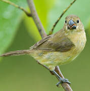 Wing-barred Seedeater