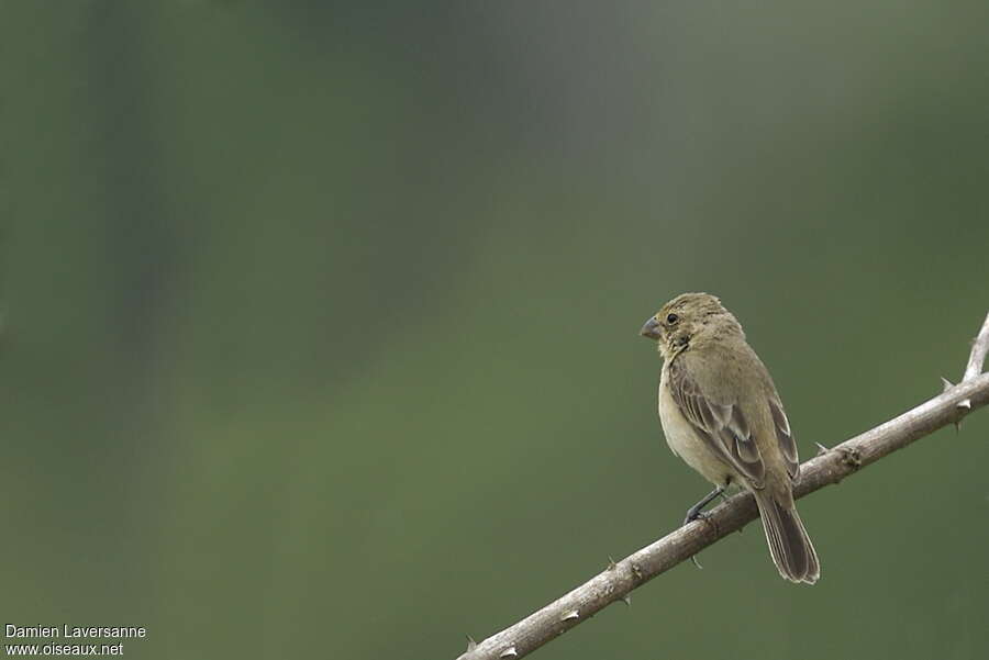 Sporophile petit-louis femelle adulte, identification