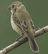 Ruddy-breasted Seedeater