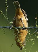 Ruddy-breasted Seedeater