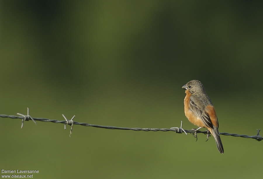 Ruddy-breasted Seedeater male adult, pigmentation