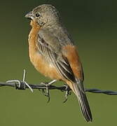 Ruddy-breasted Seedeater