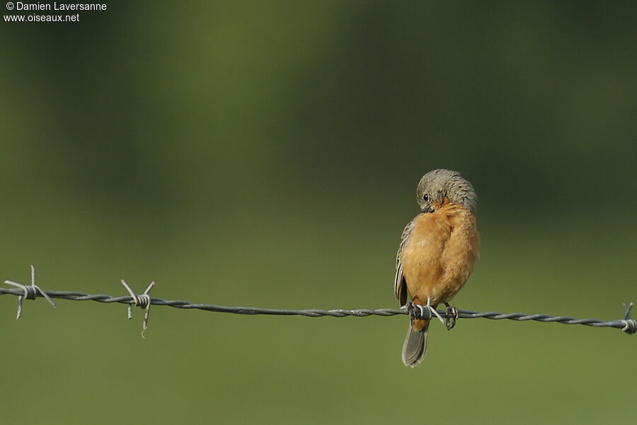 Ruddy-breasted Seedeater male