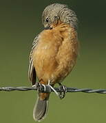 Ruddy-breasted Seedeater