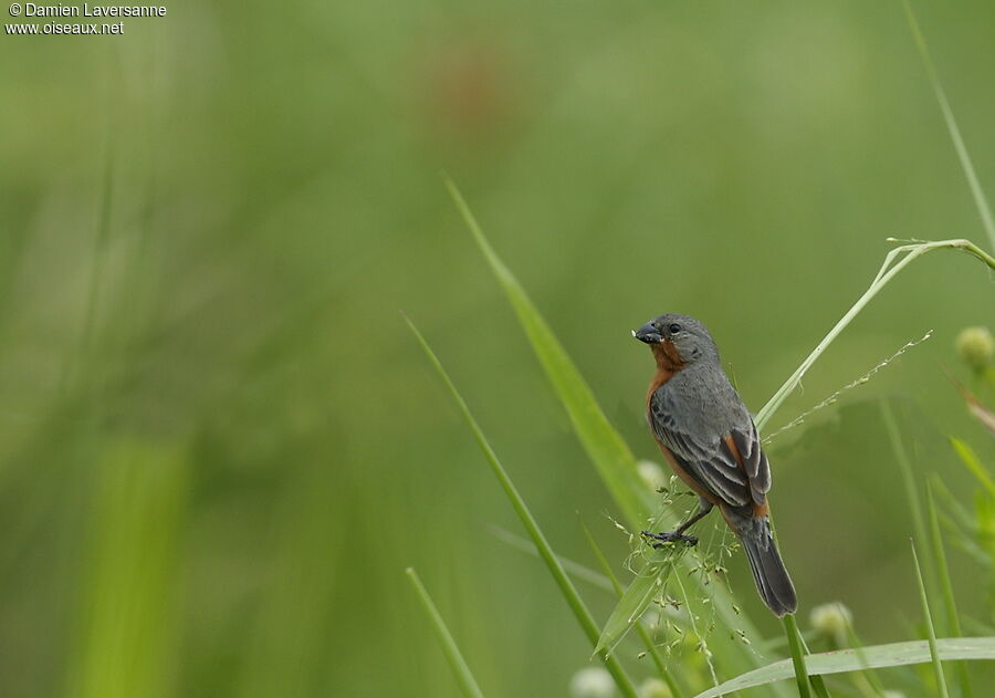 Ruddy-breasted Seedeater male