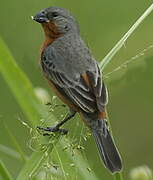 Ruddy-breasted Seedeater