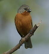 Ruddy-breasted Seedeater