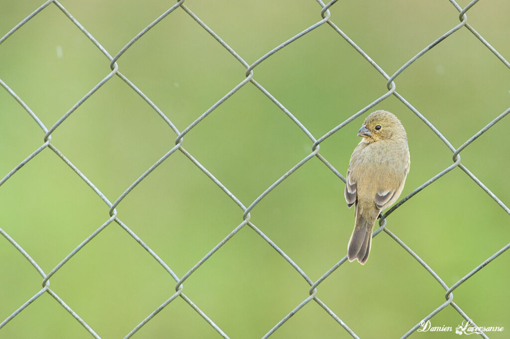 Ruddy-breasted Seedeater female