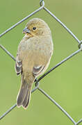 Ruddy-breasted Seedeater