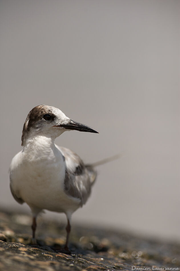 Cabot's Tern