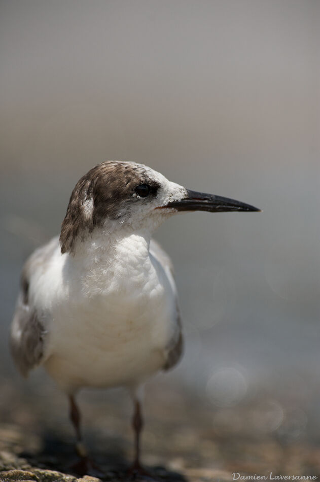 Cabot's Tern