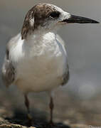 Cabot's Tern