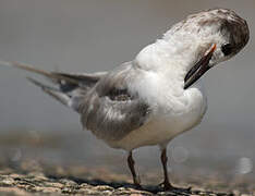 Cabot's Tern