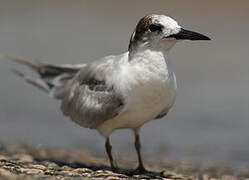 Cabot's Tern