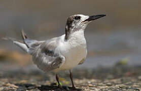 Cabot's Tern