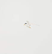 Little Tern