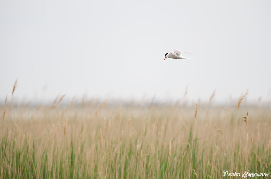 Common Tern