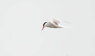 Common Tern