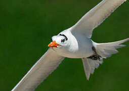 Royal Tern