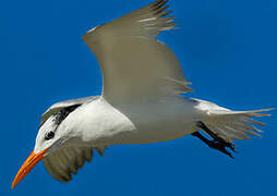 Royal Tern