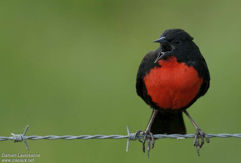 Red-breasted Blackbird male adult, close-up portrait