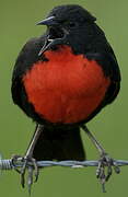 Red-breasted Meadowlark