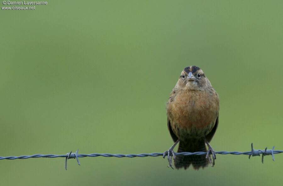 Red-breasted Meadowlark female