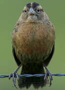 Red-breasted Blackbird