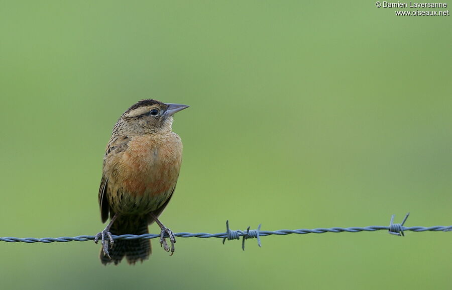 Red-breasted Meadowlark female