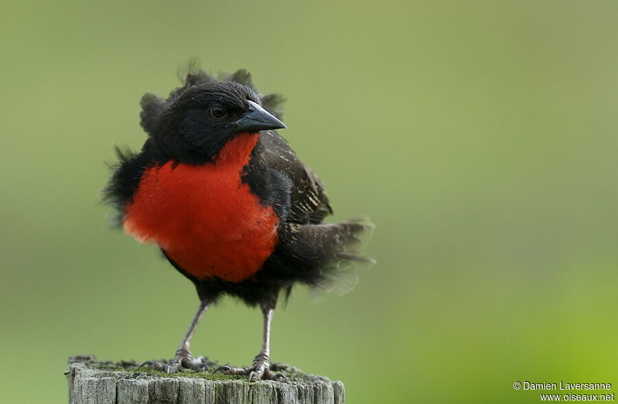 Red-breasted Meadowlark male