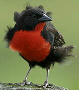 Red-breasted Meadowlark