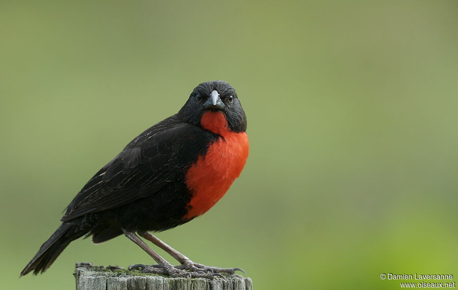 Red-breasted Blackbird male