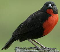 Red-breasted Meadowlark