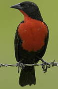 Red-breasted Blackbird