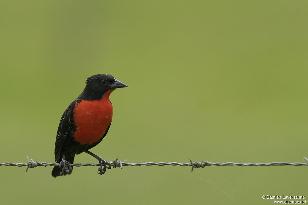 Red-breasted Blackbird male