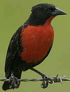 Red-breasted Blackbird