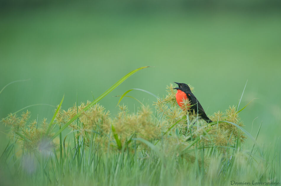 Red-breasted Meadowlark