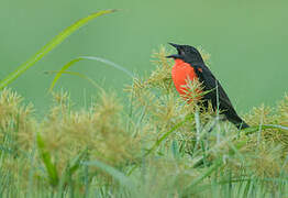 Red-breasted Blackbird