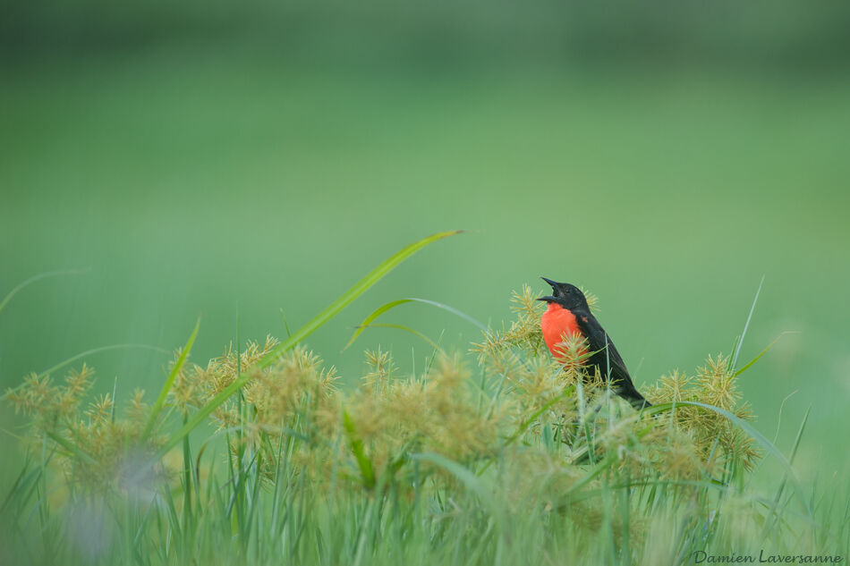 Red-breasted Meadowlark